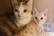 迷い子猫を迎え入れて何よりうれしかったこと。先住猫が母親のように愛を注いでくれた