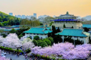 中国人「武漢大学の桜は日本が中国を侵略した時に植えた事を忘れてはいけない」