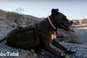 何事にも怯え、閉じこもる日々だった犬が、ロッククライミングや岸壁下りを楽々こなすアクティブ犬に！