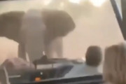 ゾウに追っかけられる映像が恐すぎる件　海外の反応