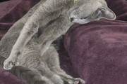 外国人「うちの猫の奇行が面白すぎたので見せていくｗｗｗｗ」