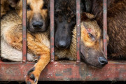アメリカ「俺は犬肉を食べたことがある…お前らも変わった肉を味わったことある？」