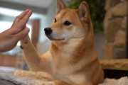 柴犬に何度もハイタッチとお手を求めてみたら可愛い反応が返ってきた