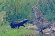 世界一怖いもの知らずの動物、ラーテルがヒョウの母子3匹と対戦、その結末は？