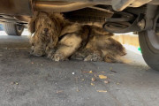 【海外】「車の下で暮らす毛玉犬、人生初のカットで大変身！猛暑の中、心を打つストーリー」