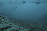 【海外】漁網から逃げる海洋生物の姿を捉えた初の映像！トロリング漁の驚くべき影響とは？