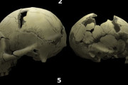 【海外】200万年前の赤ちゃんの顔の化石発見！古代人の子どもたちに関する新たな発見とは？
