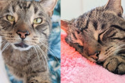【海外】隣の収納庫に避難した猫、ついに自分だけの王国を見つけたよ！
