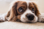 【海外】動物の時間の感じ方が異なる？最新研究で明らかになった驚きの真実！