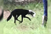 【海外】頭に瓶をかぶった謎の「犬」が実は助けが必要な珍しい動物だったって！