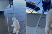 「もうちょっとだよ！」「よいしょ、よいしょ！」ハシゴを登る元保護犬ちゃん。辛い過去を乗り越え第二の人生満喫中！