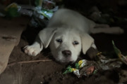 【海外】「ジャンクヤードでの衝撃的救出劇！掘削機から子犬たちを救った女性のヒーローストーリー」
