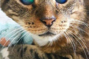 外国人「俺達が出会った特異体質な動物を見せていく！」