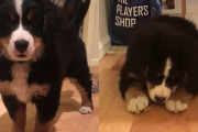 骨の形のお菓子を子犬にあげたら食べずに遊びだしてしまった件
