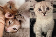 【海外】オフィスで猫の超秘境発見！数日間にわたる子猫たちの救出劇に密着