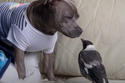 まるで親子！？鳥を世話する犬が母乳を出すようになる
