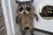 【海外】濡れて怯える赤ちゃんアライグマ、救助後に心をつかむ無邪気な姿！