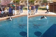 プールの水上を駆ける犬に驚愕！まるで忍者の水蜘蛛の術？！