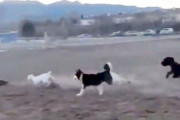 「ドッグパークでラジコンカーを爆走させると…犬たちも爆走する！」猛スピードの追走劇が始まる