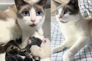 【海外】猫を助けた女性、その猫だけではなく他にも救いを必要とする仲間がいた！