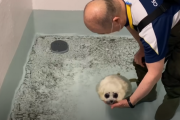 海外「可愛すぎて泣いた！」日本の水族館、海遊館で人工飼育中のワモンアザラシの赤ちゃんを見た海外の反応