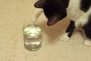 「普通の水じゃニャイぞ！」炭酸水の泡を警戒して触ったり舐めたりする猫