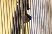 天才犬現る。犬小屋に入れてるのに気が付いたらいつも部屋の中にいる犬をこっそり撮影していたら。海外の反応