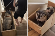 年老いた3匹の愛犬のため、自作で階段昇降リフトを作った女性