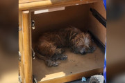 【海外】「壊れた家具に眠る捨て犬たちの物語：愛されることを失いかけた子犬たちの苦悩」