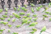 圧巻！毎日ワカケホンセイインコの群れが訪れるお宅に、ご近所さんもほっこり
