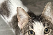 外国人「スシ、ツナという猫を飼ってる、3匹目はどんな名前が良い？」