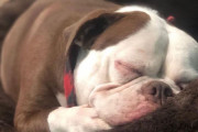「夜中目を覚ますと愛犬が吐血してぶっ倒れてた！」 飼い主パニックもよく見ると”ほっこりな光景”でしたｗｗｗｗ