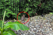 【海外】濡れたフクロウを救助、首元に驚きの秘密を発見！