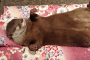 海外「史上最高に素晴らしくて可愛いカワウソ！」コツメカワウソちぃたんのお昼寝動画が話題に（海外の反応）