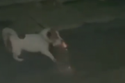 飼い犬に手を噛まれるとはこのことか。飼い主の家を焼き払おうとする犬たち。海外の反応
