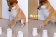 かしこい柴犬が飼主さんと餌の場所当てゲーム！正解を選んだはずが、アレ？！