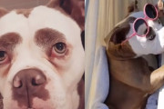 苦みばしった天然の眉毛犬の、実はおてんばな日常が可愛い