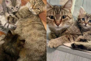 【海外】「保護猫、ついに運命の出会い！女性の優しさが子猫たちを救った感動ストーリー」