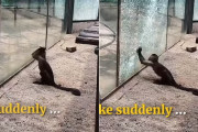 猿の惑星の実現も近い？中国の動物園で、尖った石を持った猿がエリアを囲っているガラスを破壊！