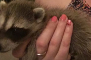 生きるか死ぬかという危険な状態で保護されたアライグマ、幸せになる