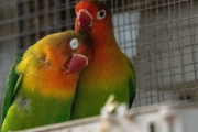 強盗の罪で逮捕された鳥がこちら…オランダ警察はプライバシーを配慮