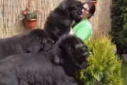超大型犬ニューファンドランドが”お手伝い”をしようとするとこうなります…