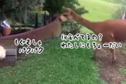 誰が鳥頭だって？ニワトリが自分の餌を食べようとするアルパカを巧みに出し抜く