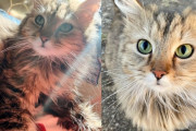 【海外】「優しい猫を助けていたら、隠れていたもう一匹の猫に気づく！その瞬間に何が起きた？」