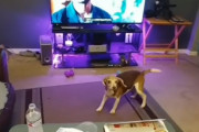 ソファに飛び乗る前にイメージトレーニング？！可愛すぎるビーグルの子犬ちゃんの映像