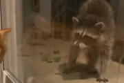 「すみません！すみません！」猫に見つめられ頭を下げながら後ずさるアライグマが謝罪しているみたいで面白い