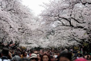 韓国人「韓国人は反日なのに何故日本に桜を見に行くの？」日本の桜観光客1位は韓国人‥二ヵ月間で3000億円稼ぐ日本　韓国の反応