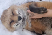 犬みたいに尻尾を振ってお腹を見せる姿にほっこり！保護された狐たちが人懐っこくて可愛い！