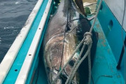 日本で227kgのクロマグロを釣り上げた（海外の反応）