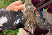 体の半分がオスでもう半分がメス、超貴重な鳥が発見される！！